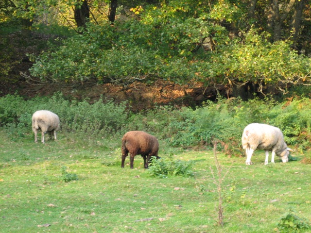 Saint-Michel - Borzée 2007